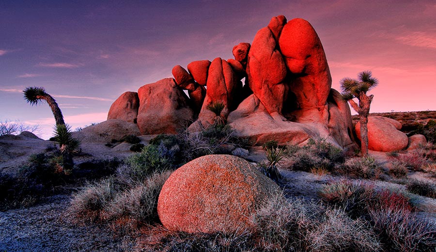 Joshua Tree and other national parks are being ravaged during the government shutdown.