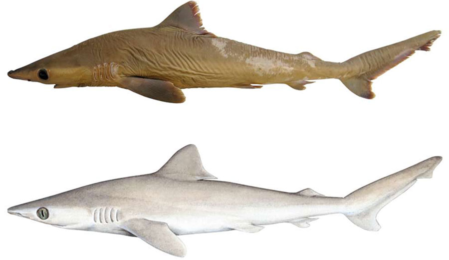 Lost shark
