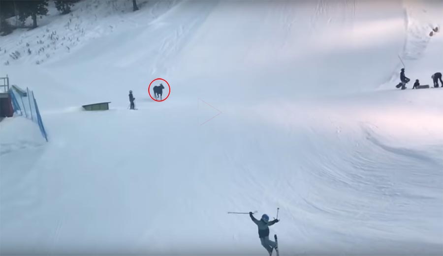 Park City, moose, terrain park, utah
