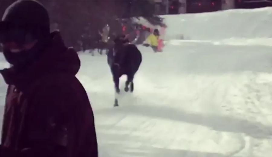 Moose, snow, breckenridge, skiing, snowboarding, colorado