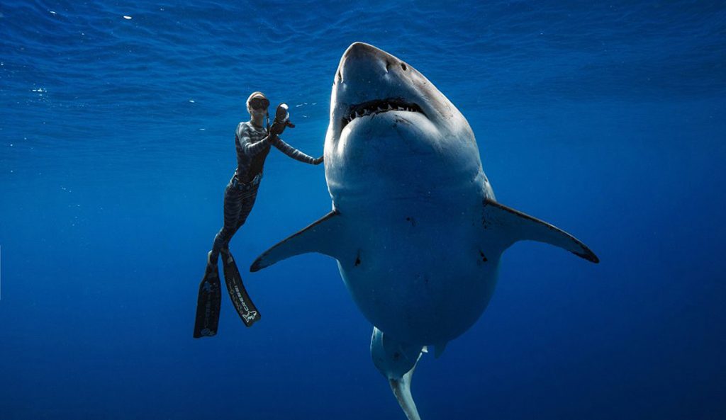 ocean ramsey, sharks, great white shark, deep blue, ocean ramsey, juan oliphant, hawaii, shark conservation, shark research,