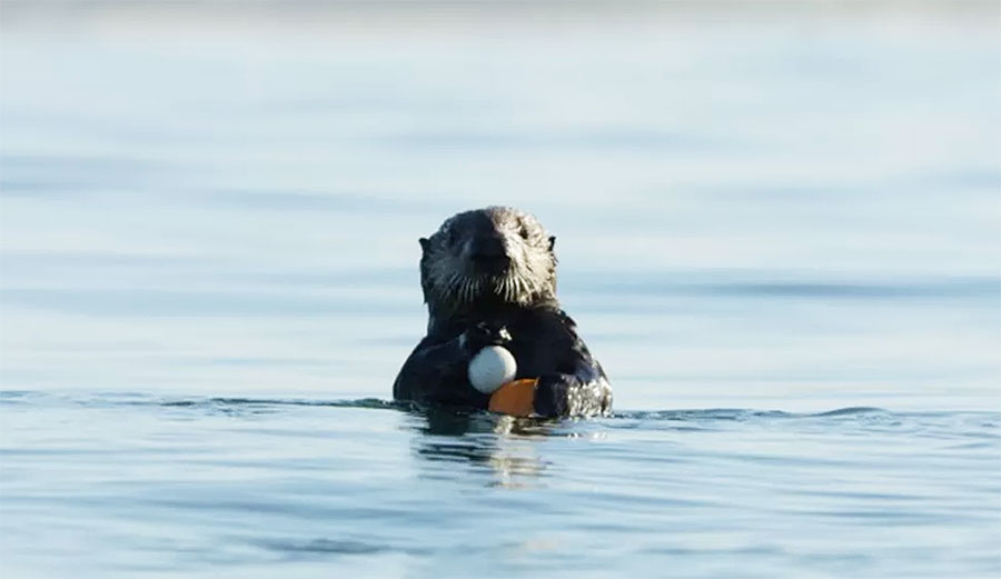 Sea otter with golf ball