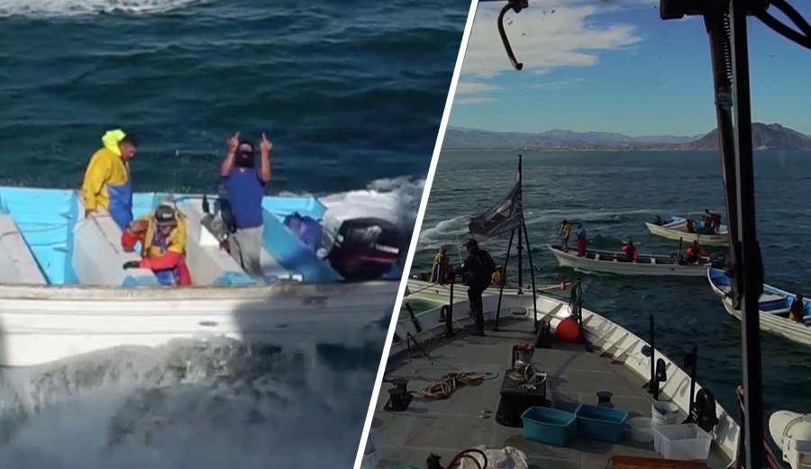 Angry poachers attacked Sea Shepherd's M/V Farley Mowat vessel in the Gulf of California on Wednesday, the organization said.
