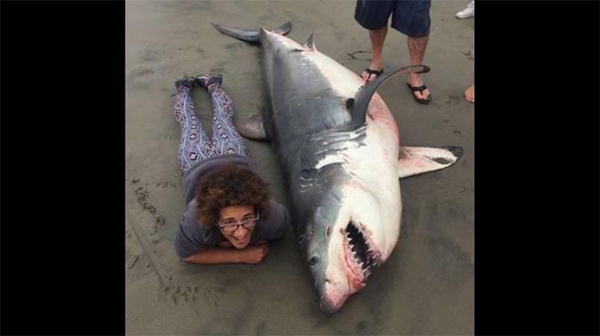 shark is shot in head in central california
