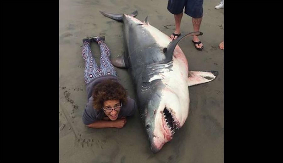 He shot the shark with a .22