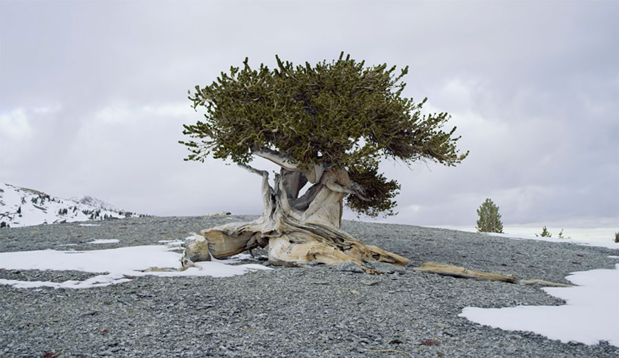 Bristlecone Pine Tree for Patagonia Film Treeline