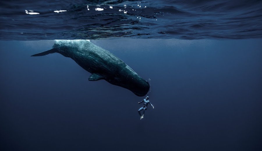 Champion freediver Guillaume Nery.