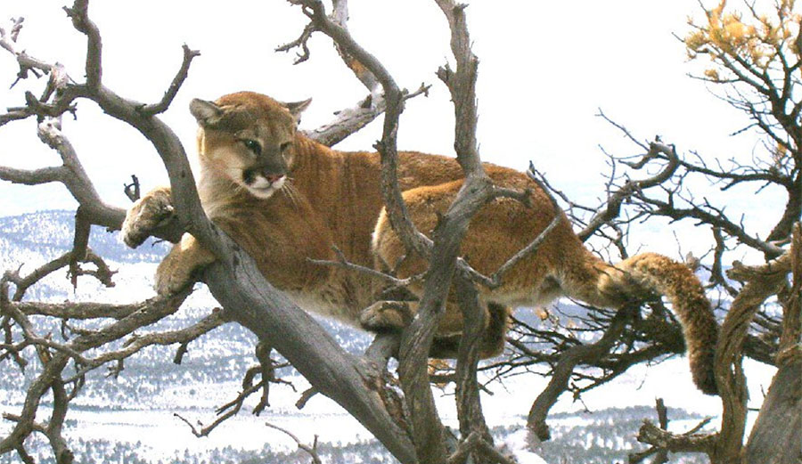 Cougar in tree