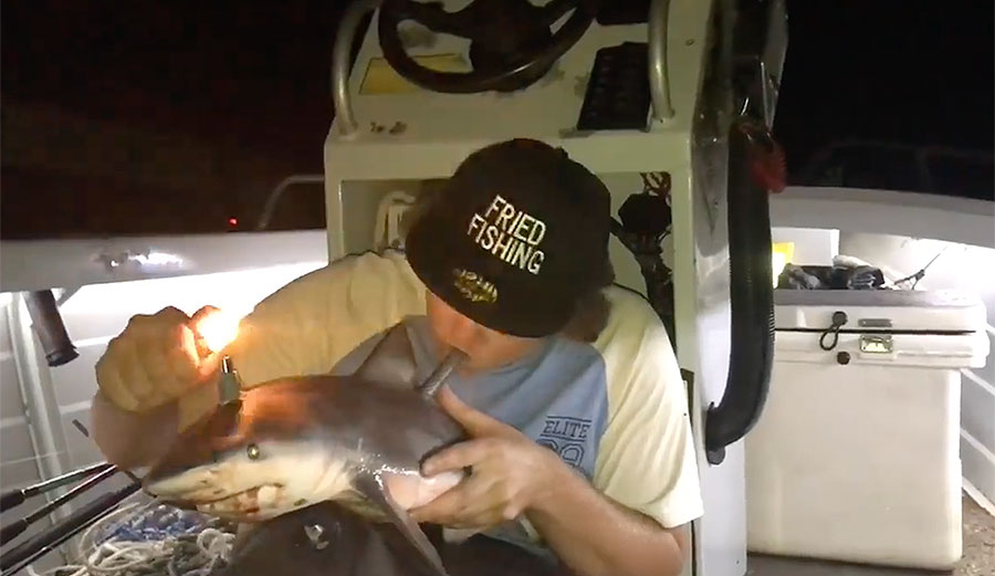 Using shark as bong