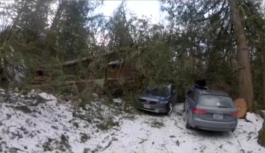 Trees nearly took out Terje Haaksonsen's cabin