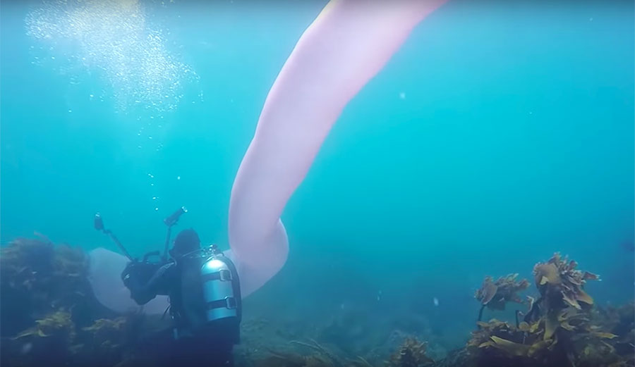 pryosome spotted off New Zealand