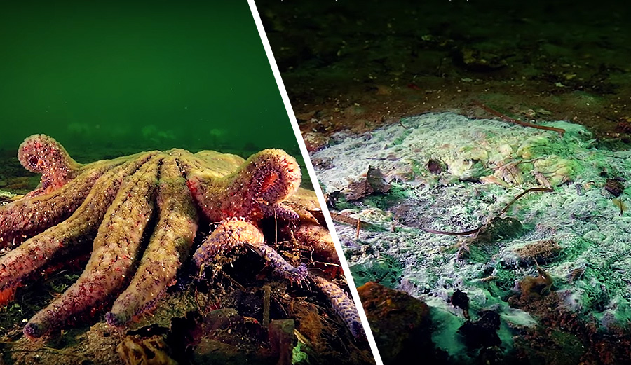 Sunflower Star Underwater Zombie Apocalypse