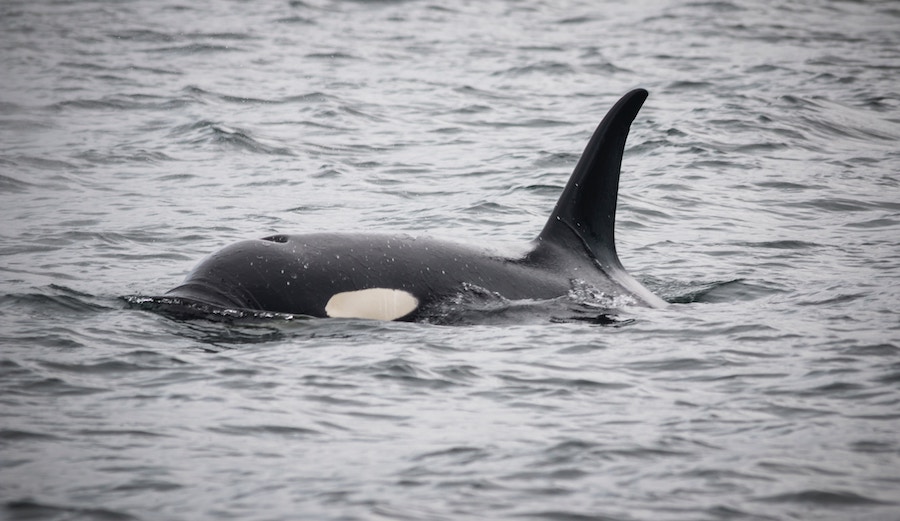 Orca breaching surface