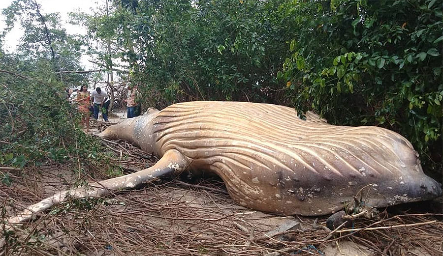 humpback whale in Amazon