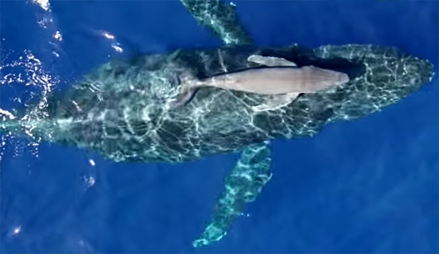 Humpback whale calf with mother