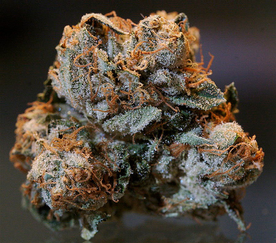 Kush cannabis plant.