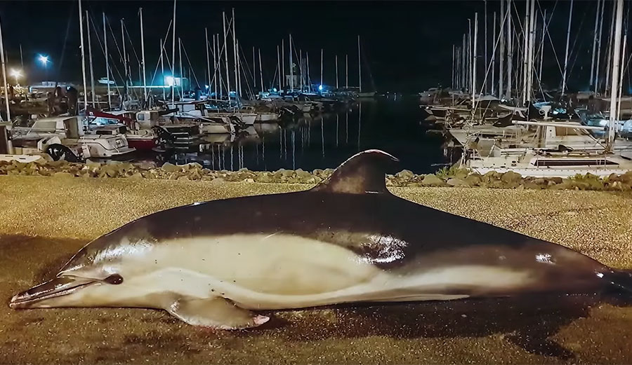 A dead dolphin found in French waters by Sea Shepherd members.