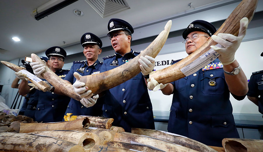 Elephant tusks