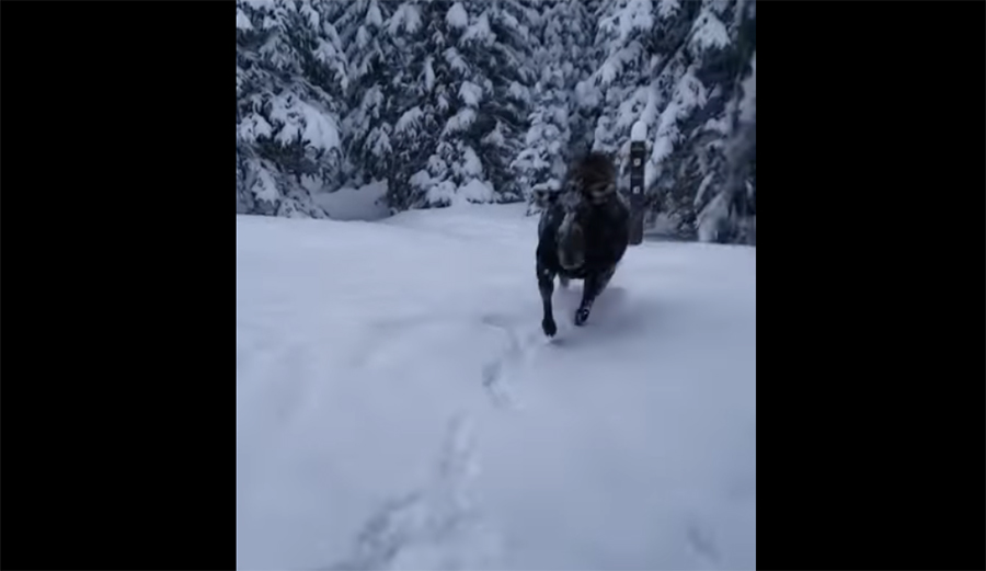 The moose at Breckenridge, Colorado get territorial