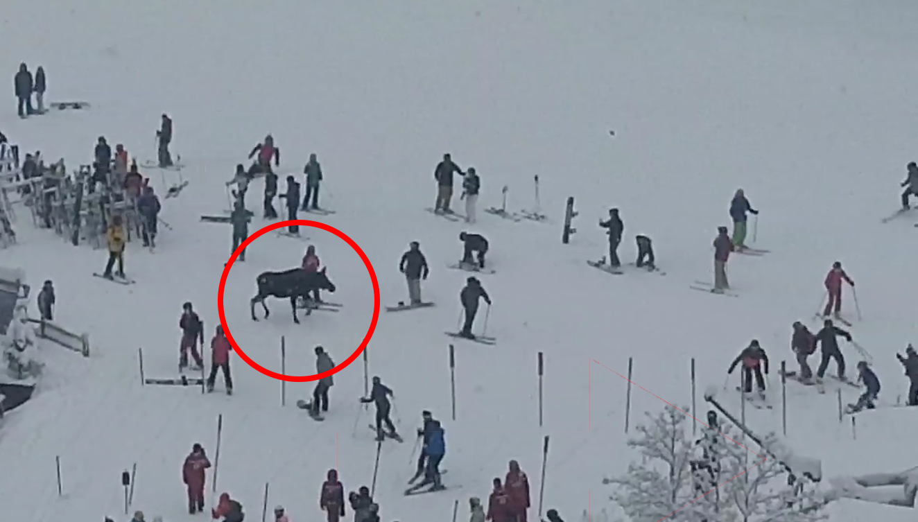 The moose in Breckenridge are all over the resort this winter