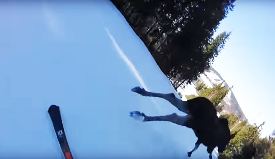 Man almost t-bones moose on skis