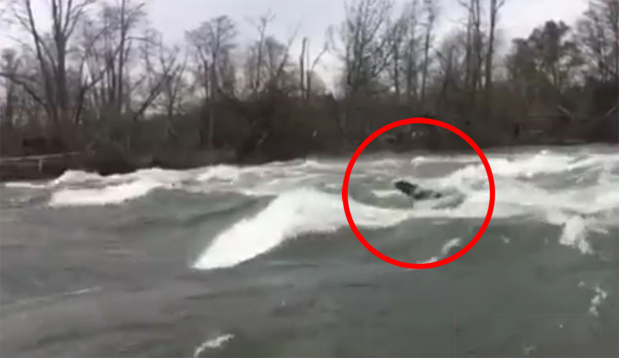 Sea lions like to river surf. Check out this one on the American River