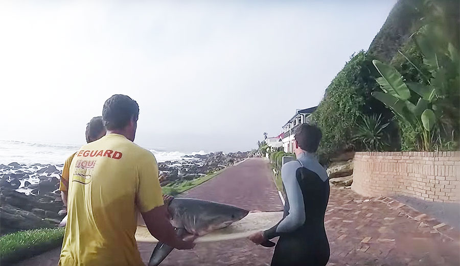 Baby great white shark rescued by surfers