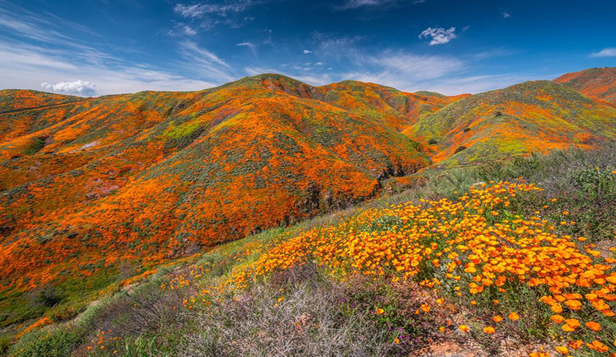8 Places to See California's Superbloom This Spring
