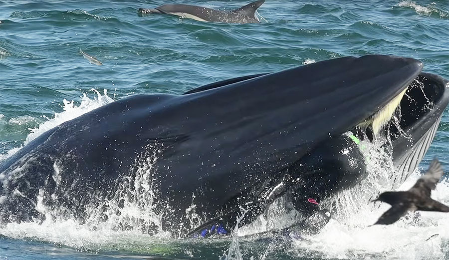 man inside a whale's mouth