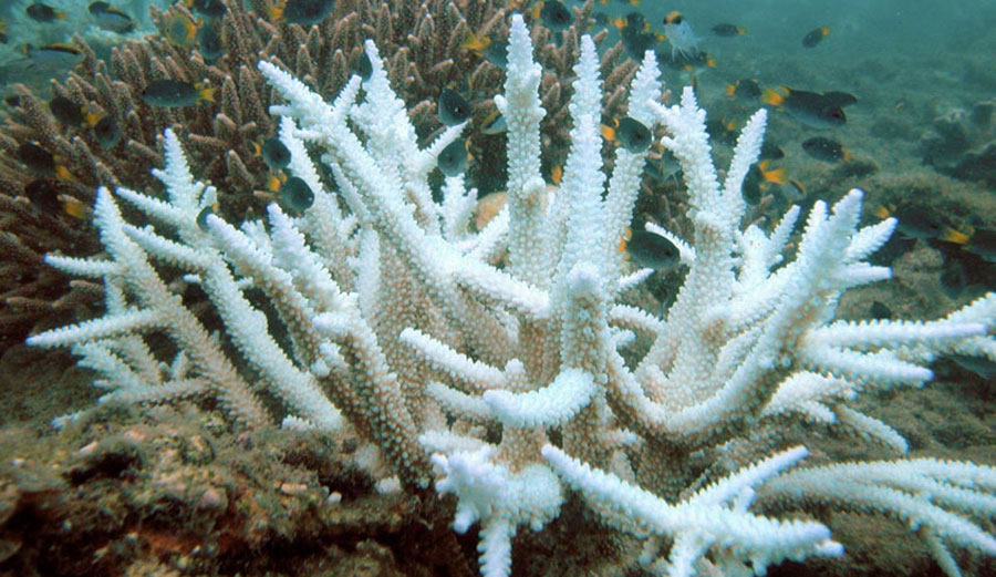 Coral bleaching