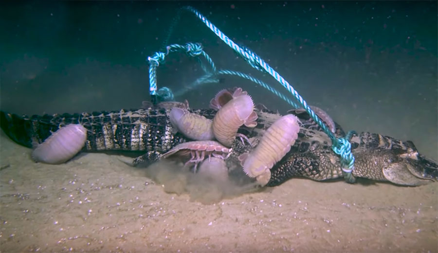 Alligator eaten by giant isopods