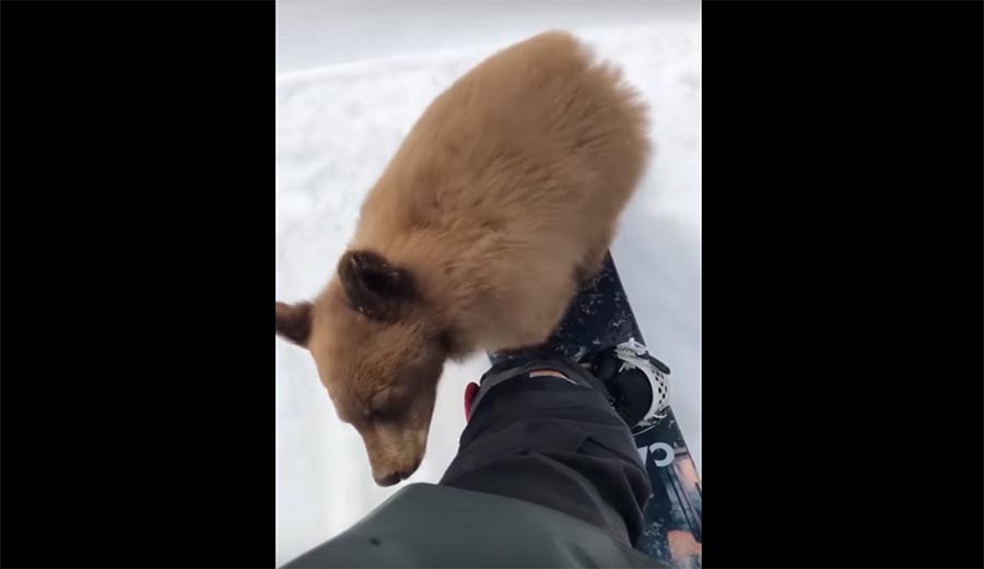 Bear cub wants ride from snowboarder at Northstar resort