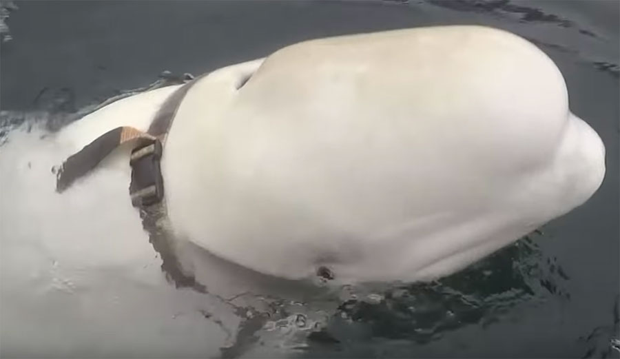 Beluga wearing harness