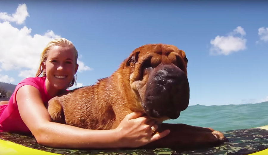 Bethany Hamilton surfing with dog