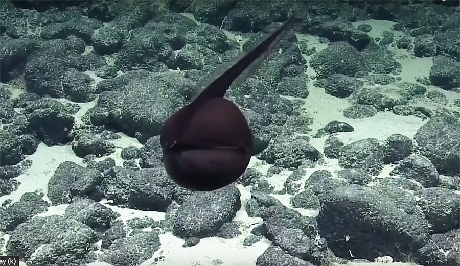 Gulper eel in Hawaii