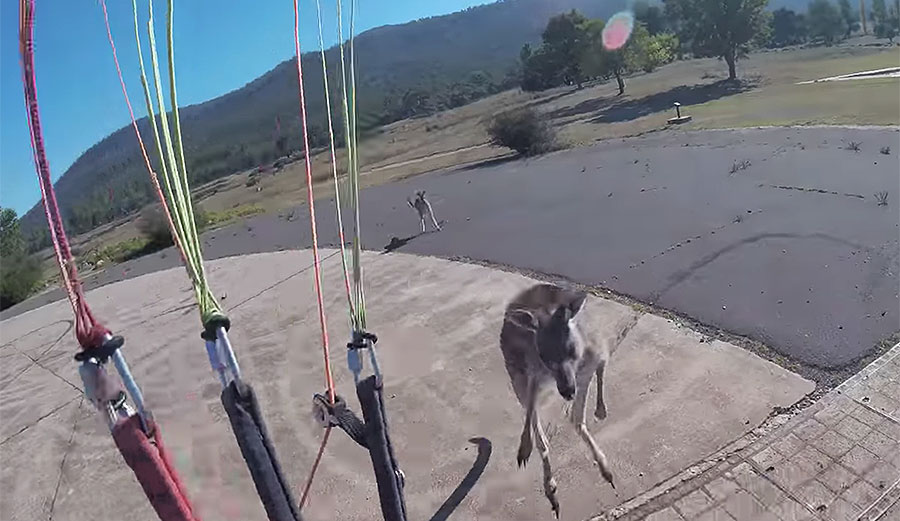 Kangaroo attacks paraglider.
