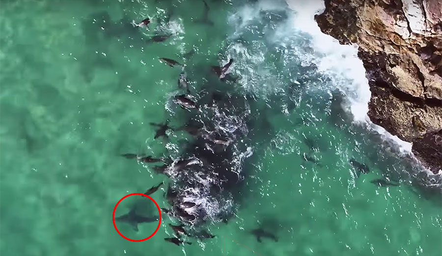 Fur seals fight great white shark in South Africa