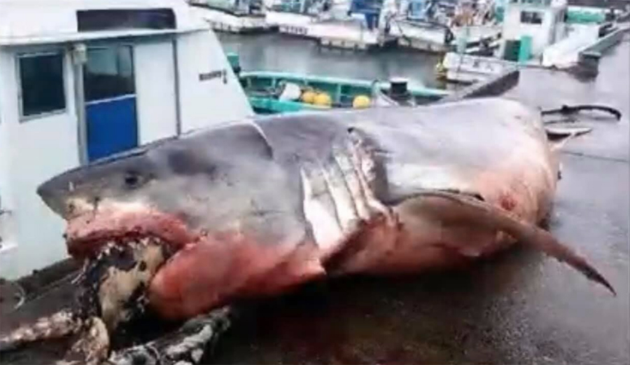 great white chokes to death on sea turtle near japan