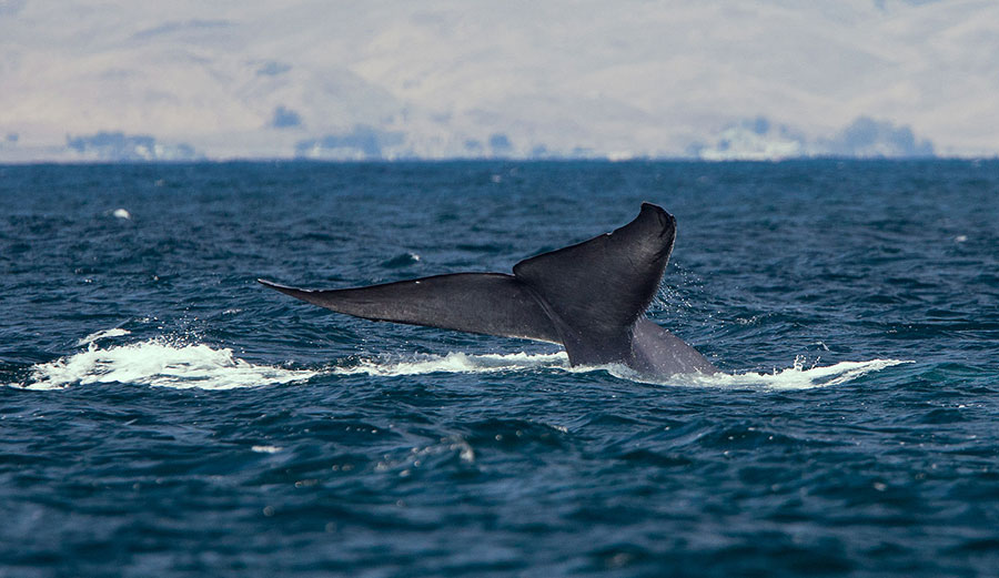 blue whale tail