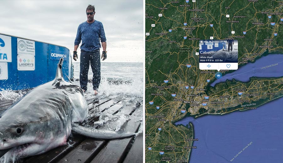 Shark tracked in Long Island Sound