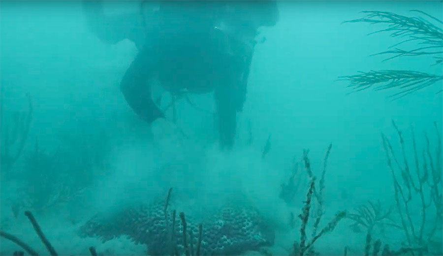 A diver brushes sediment off coral in the Port of Florida.