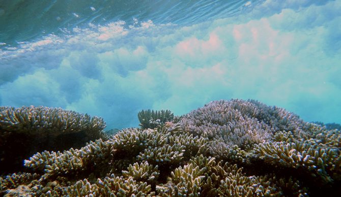 coral reefs