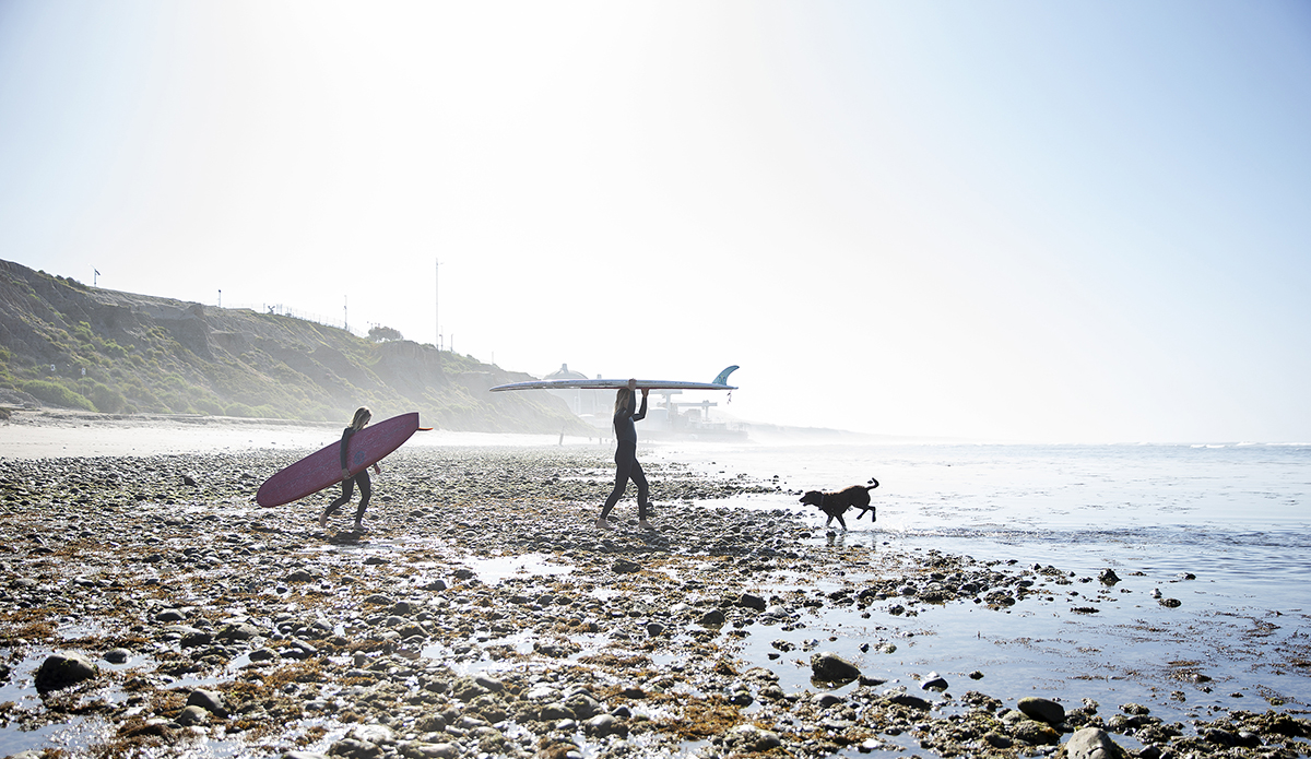 Dog Surf Walking Beach San Clemente Dog Patch