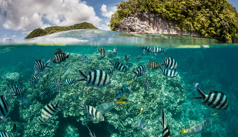 Fish in water