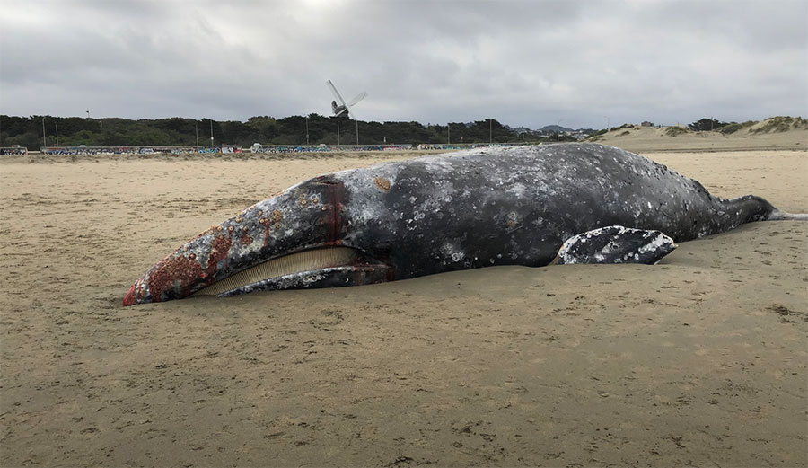 Dead gray whale at Ocean Beach, San Francisco