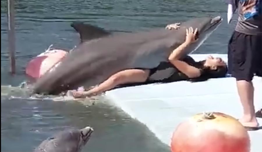 Dolphins like to hump humans