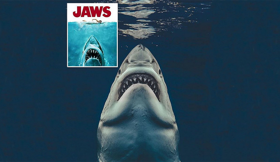 Euan Rannachan timed this shot perfectly to recreate the 1975 'Jaws' promotional poster.
