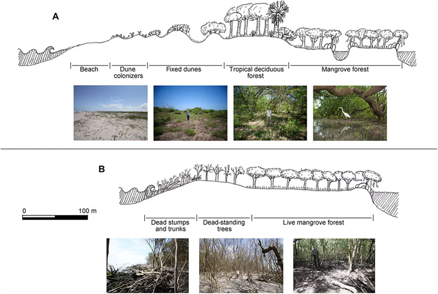 Vegetation profile of sandbars