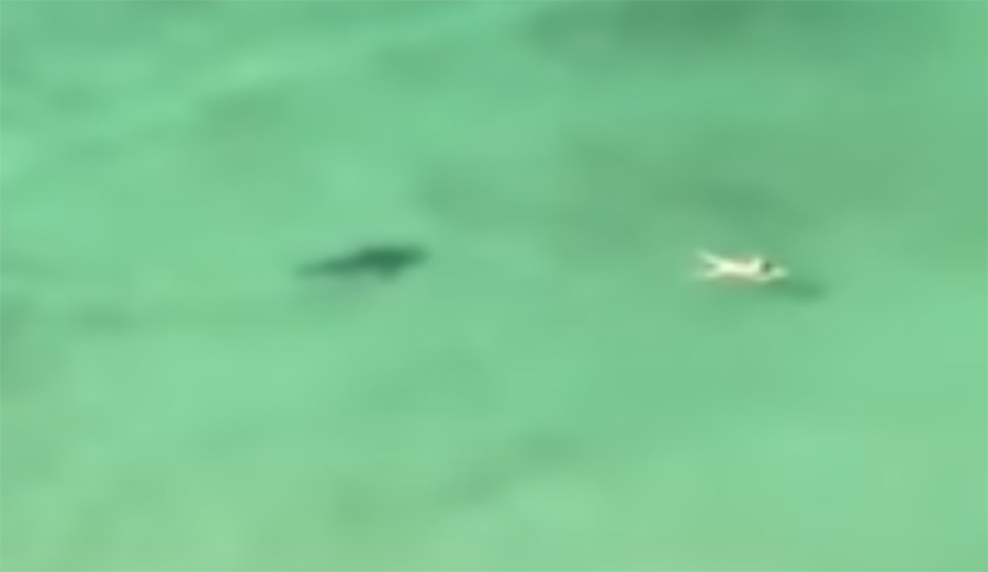 shark stalks woman in florida