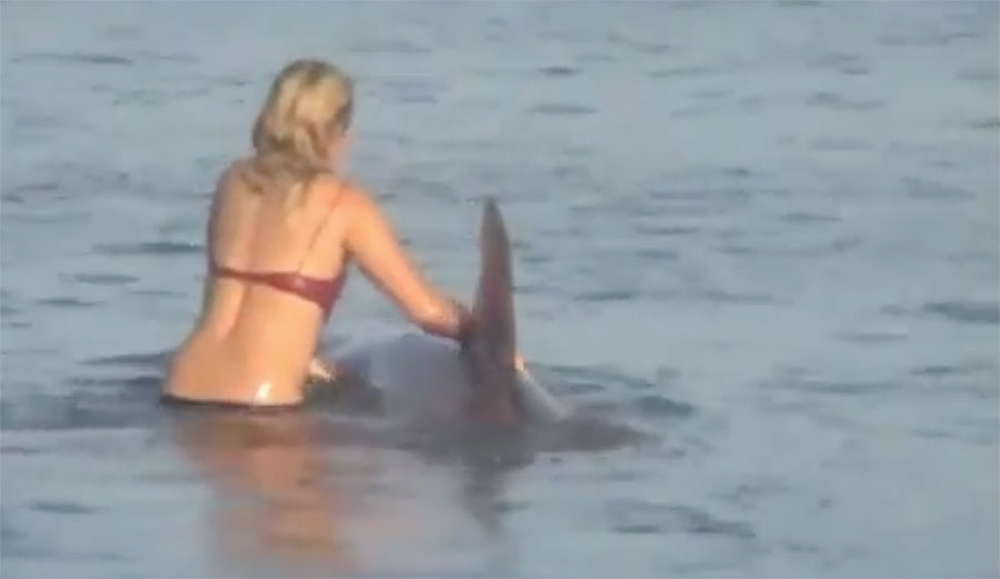 Shark at Malibu